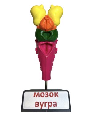 Мозок тварин (набір з 8 шт.) от интернет-магазина Umag фото 19