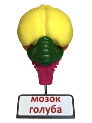 Мозок тварин (набір з 8 шт.) от интернет-магазина Umag фото 13