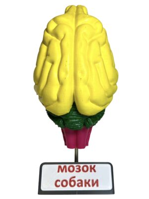 Мозок тварин (набір з 8 шт.) от интернет-магазина Umag фото 16
