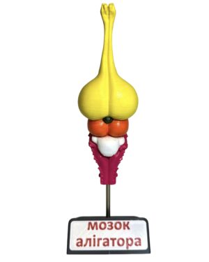 Мозок тварин (набір з 8 шт.) от интернет-магазина Umag фото 15