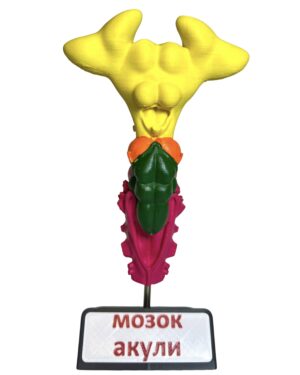 Мозок тварин (набір з 8 шт.) от интернет-магазина Umag фото 17
