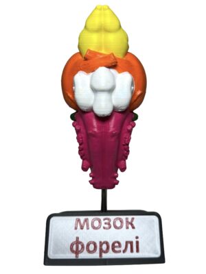 Мозок тварин (набір з 8 шт.) от интернет-магазина Umag фото 20