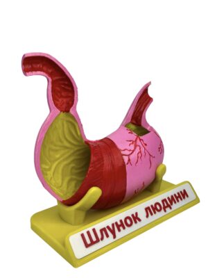 Будова шлунку от интернет-магазина Umag фото 4
