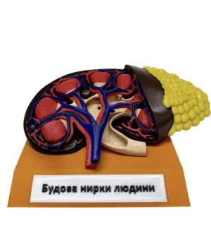Нирка | Umag Нирка від інтернет-магазину Umag