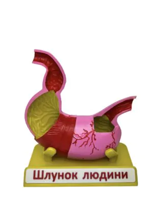 Будова шлунку | Umag Будова шлунку від інтернет-магазину Umag
