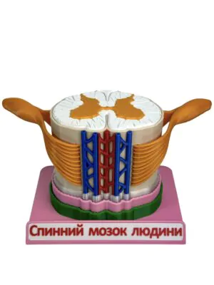Навчальна демонстраційна модель Спинний мозок людини з нервами | Umag Навчальна демонстраційна модель Спинний мозок людини з нервами від інтернет-магазину Umag