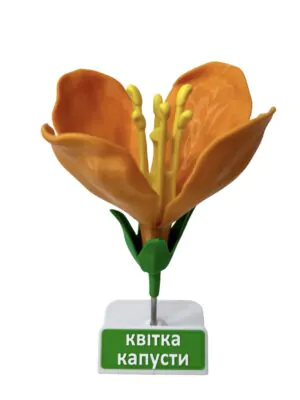 Квітка капусти | Umag Квітка капусти від інтернет-магазину Umag